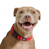 Dog Collar.